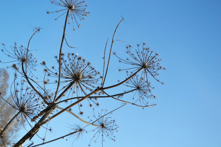 A large dry inflorescence of a hogweed plantの写真素材