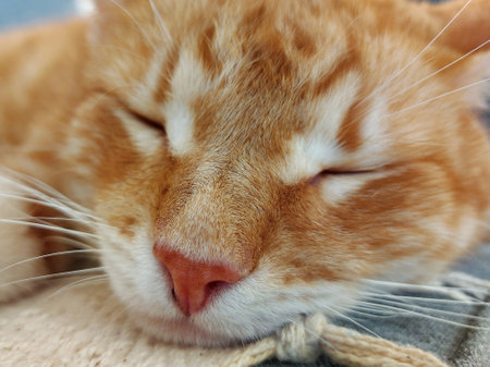Close-up of a sleepy ginger cat
