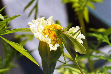 The green locust sits on a white flowerの写真素材
