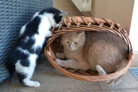 Adult ginger cat and black and white kitten playing in a basket