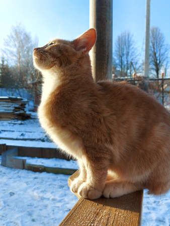 Ginger cat sits on the wooden railingの写真素材