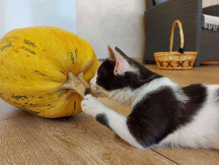 The kitten plays with a large yellow pumpkinの写真素材