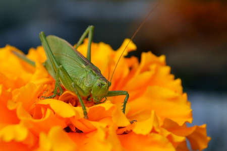 The green locust sits on a white flowerの写真素材