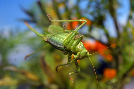 green grasshopper sitting on a window pane