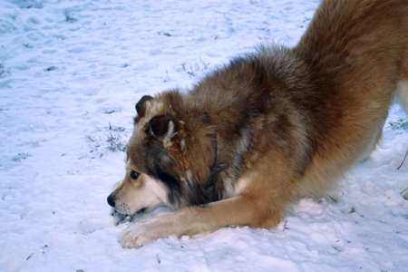 Big fluffy dog with brown hair in the snowの写真素材