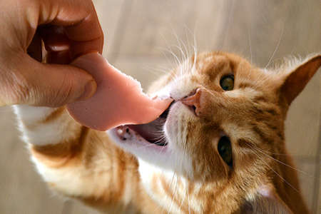 A ginger cat reaches for the sausage fed by a handの写真素材