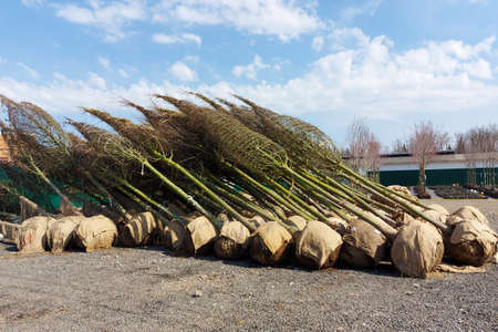 Trees ready for planting lie on the ground in a plant nurseryの写真素材