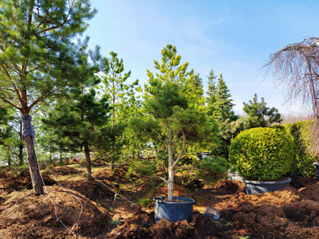 Sale of trees in the garden centerの写真素材