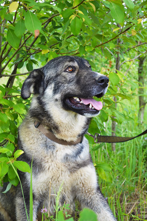 Portrait of a grey dog close-upの写真素材
