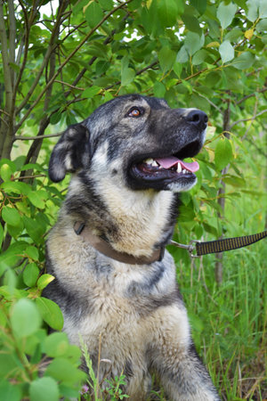 Portrait of a grey dog close-upの写真素材