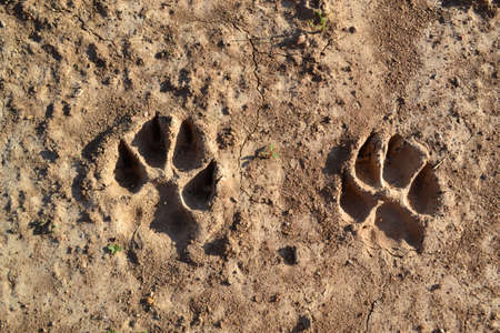 Two tracks of dog paws on the groundの写真素材
