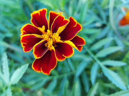 Red velvet flower on a background of green foliageの写真素材