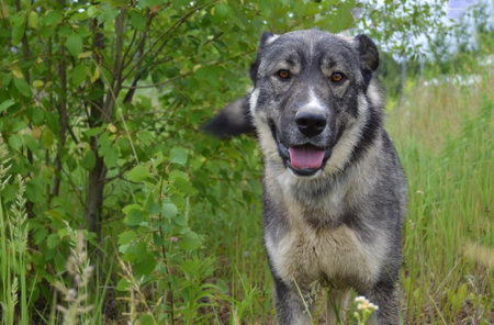 Portrait of a grey dog close-upの写真素材