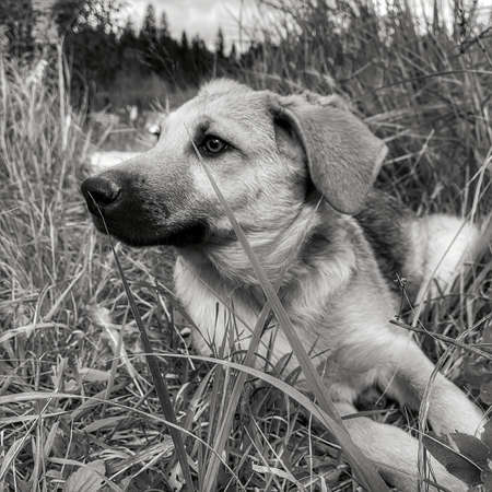 portrait of a puppy lying in the grassの写真素材
