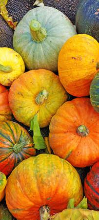 pumpkins and sunflowers lie on the groundの写真素材