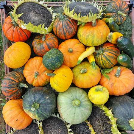 pumpkins and sunflowers lie on the groundの写真素材