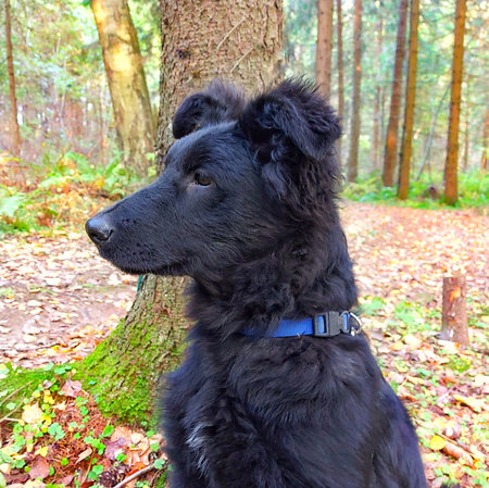 Full-length portrait of a black shaggy puppy sitting among flowersの写真素材
