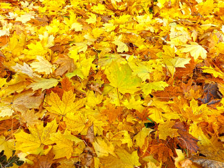 Autumn multicolored carpet of yellow bright fallen mapleの写真素材