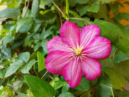 Pink flowers of morning glory on a background of foliageの写真素材