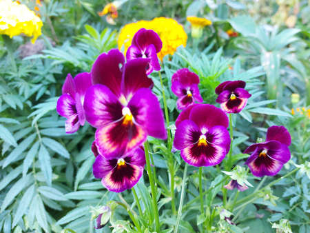 Purple pansy flowers on foliage backgroundの写真素材