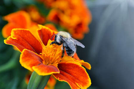 A bee collects pollen and nectar on a flower.の写真素材
