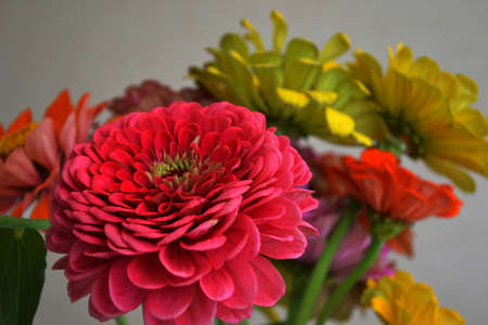 Mix of bright colorful zinnia flowersの写真素材