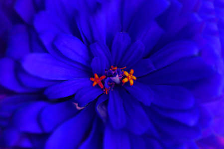 Natural background of bright blue flowerの写真素材