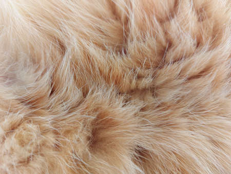 natural fur of a domestic cat of a red striped colorの写真素材