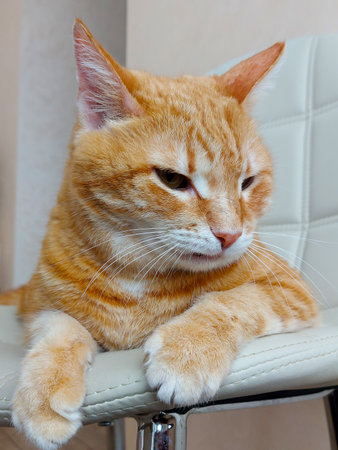 Big redhead funny cat lies on a chairの写真素材