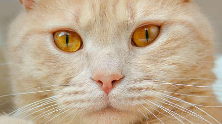 A cat that is looking at the cameraの写真素材