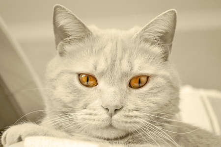 portrait of a cat with amber eyes close upの写真素材