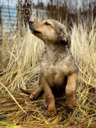 portrait of a brown puppy sitting among tall dry grass