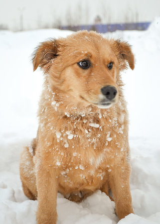 Red shaggy curly puppy sits on the snowの写真素材