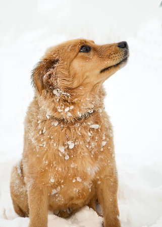 Red shaggy curly puppy sits on the snowの写真素材
