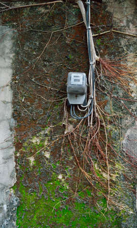 Tree roots growing in ancient stone wallの写真素材