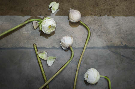 Group of white lotus on the wet groundの写真素材