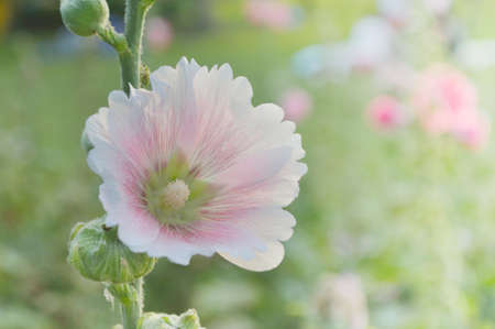 Beautiful pink wild flower in sunset, Bangkok Thailandの写真素材