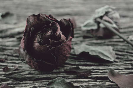 Dried Rose on old wooden background, broken heart concept, vintage style
