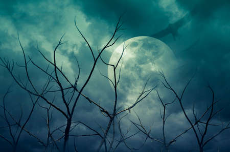 Spooky forest with full moon, dead trees and birds, Halloween backgroundの写真素材
