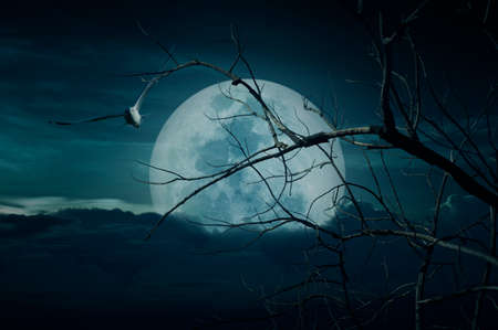 Spooky forest with full moon, dead trees and birds, Halloween backgroundの写真素材