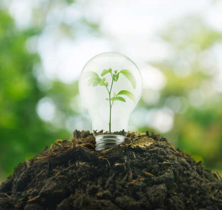 Light Bulb with small plant inside on pile of soil over green environment, Eco conceptの写真素材
