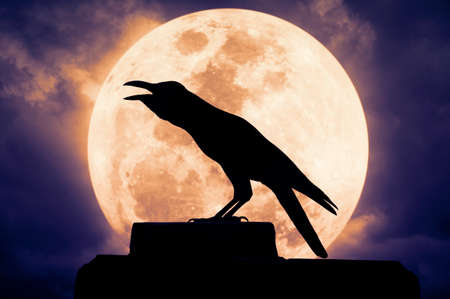 Crow sitting on the rock and croaks against full moon, Halloween backgroundの写真素材