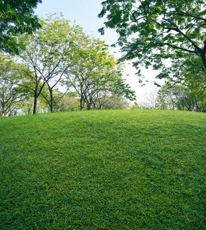 Green grass field with green fresh tree in public park, nature backgroundの写真素材