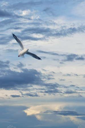 Seagull flying in sunset sky with clouds, Freedom concept