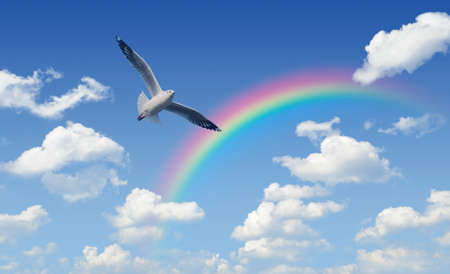 Seagull flying over rainbow with white clouds and blue sky, Freedom conceptの写真素材