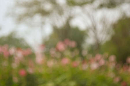 Blurred pink flower and tree for background