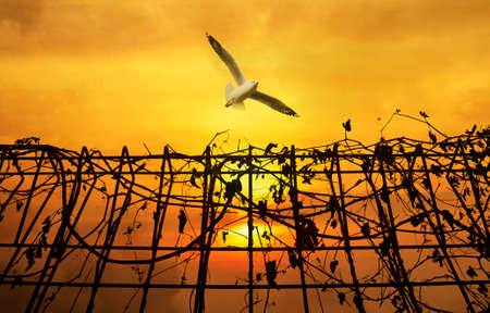 Seagull flying above metal fence with dry leaves over sunset sky, Freedom conceptの写真素材