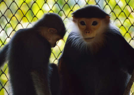 Mother monkey with baby monkey over net and blur treeの写真素材
