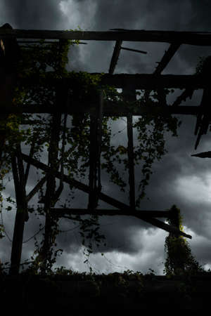Old damage wooden window and wall with climber plant