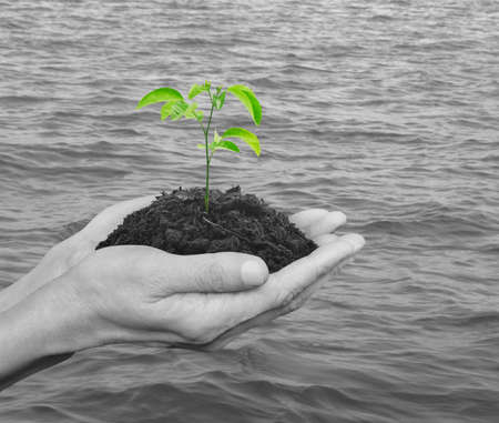 Hands holding a fresh small plant with soil over black and white sea background, Ecology conceptの写真素材